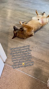 94K views · 3K reactions | What a ham #fyp #dog #militaryworkingdog #gsd #MWD #k9 #wedding #dogs #germanshepherd | MWD Rex & Rider | Facebook