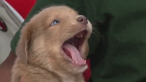 Puppy escape and cutest puppies in a bubble in Live at 9’s Pet of the Week