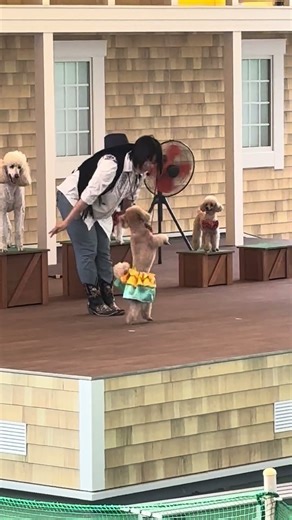 Epic Canine Stage Show 🐾🎬 | Tricks, Talent & Pure Joy