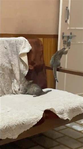 Pretty little baby #cat #cats #catvideos #catshorts #catlife #catvideo #catholic #kitty #kitten #om