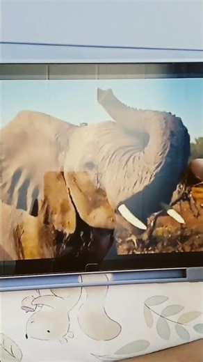 Elephant Trumpet Sounds and Photos