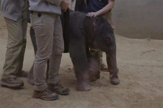Baby elephant from endangered Asian species born at National Zoo