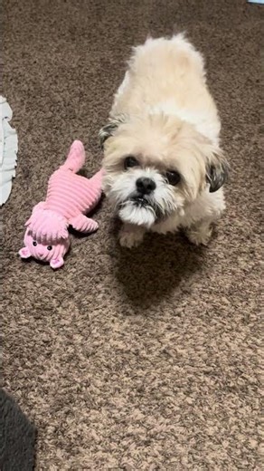 Cute Coby made a decision 😍🥰