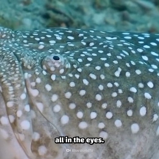 242K views · 3.1K reactions | Crazy Creatures on Reels | Facebook