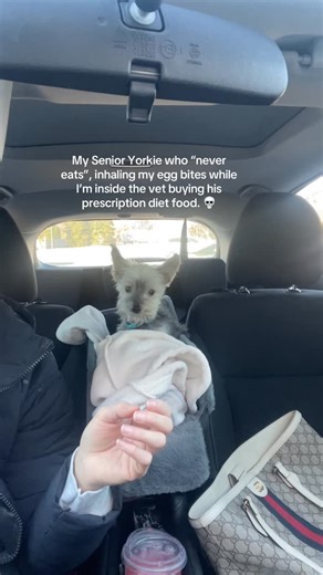 Yorkie Craziness on Instagram: "Suddenly he wasn’t a weak, frail old man 😭😭… Credit : unhingeddogmom on tiktok ( DM for credit or removal/ No copyright intended.All rights are reserved & belongs to their respective owners.If there any roblem in the post please dm us,we try to fixed it🙂🙂 ) #yorkshire #yorkshireterrier #yorkshireterriersofinstagram #yorkshiredales #yorkshireterriers #yorkshirelovers #yorkshirepudding #yorkshirelife #yorkshiretea #yorkshires #Yorkshiresculpturepark #yorkshireco