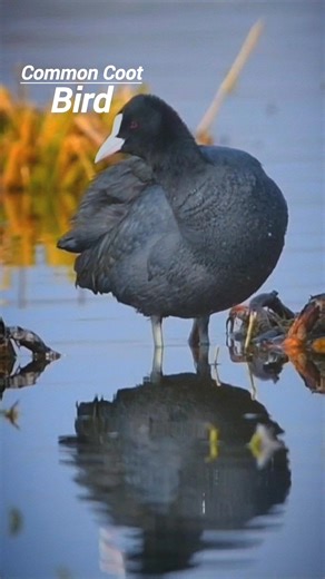 2.4K views · 88 reactions | The Eurasian coot, also known as the common coot or Australian coot, is a member of the rail and crake bird family, the Rallidae. It is found in Europe, Asia, Australia, New Zealand and parts of North Africa. It has a slaty-black body, a glossy black head and a white bill with a white frontal shield #Hokersar | Javeed Ahmad | Facebook