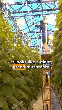 Socotra Island - The Alien Place on Earth