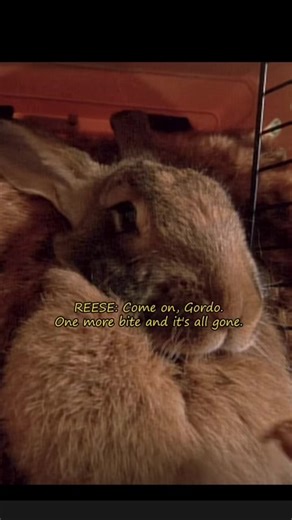 Did Dewey’s rabbit get rescued? #malcolminthemiddle #fyp #viral #movieclips #tiktok