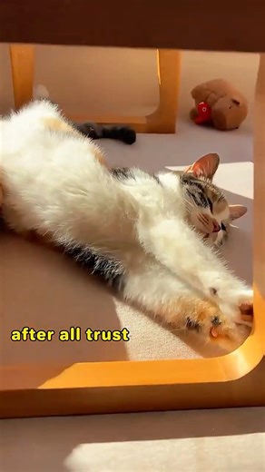This Chinese calico cat is so cute!
