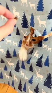 17K views · 1.8K reactions | Cat vs. Wrapping Paper trend… here we go  #cat #Christmas #beautynthebean #wrappingpaper #funnycat #catmom | Beauty and the Bean | Facebook