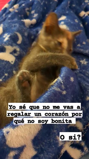 727K views · 80K reactions | #niñadepapi #mascotasfelices #rescataditos #ElGatoLoco | El gato loco | Facebook