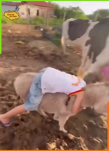 9.3K views · 81 reactions | - Amazingly Beautiful | Myanmar Sexy Model | Facebook