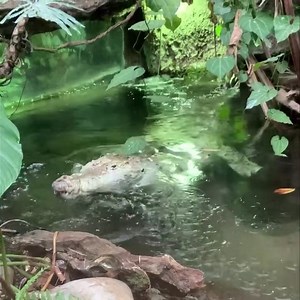 The Orinoco crocodile is among the largest living reptiles and predators in the Americas. Found in the freshwaters of Colombia and Venezuela, these magnificent animals are critically endangered. Though they are under protective status, they have yet to recover, and their population is still declining. | The Dallas World Aquarium