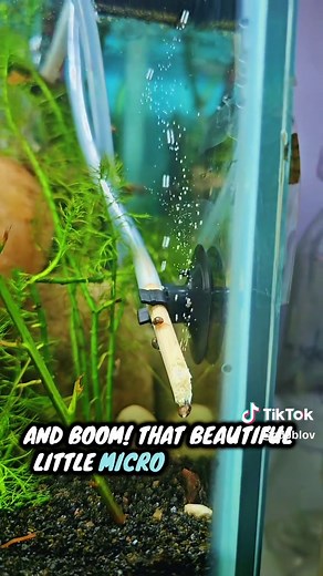 Enhance Your Aquarium with a DIY CO2 Diffuser Using Chopsticks