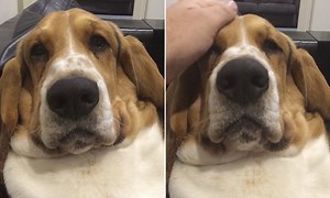 Basset Hound is all groans until it gets some attention