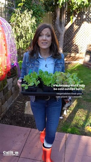 1K views · 44 reactions | Tips for you on what to plant in January. For even more tips on what to plant, join us today on our live stream 12 PM Pacific time live on YouTube-CaliKim29. | CaliKim Garden & Home DIY | Facebook