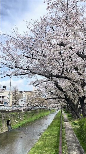 まだまだ楽しめます🌸（京都/天神川/桜） #kyoto #walk