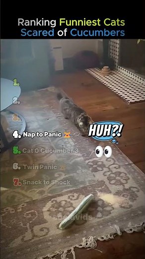 Ranking Funniest Cats Scared of Cucumbers😹🥒