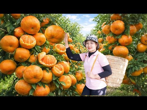 Harvesting A Large Quantity Of Taiwanese Super-Fruiting Tangerines And Sell them at the local market