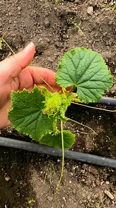 3.6M views · 10K reactions | This cucumber is way too small to...