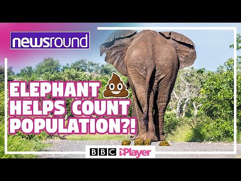 Elephants can POO up to SIXTEEN times a day!! | Newsround