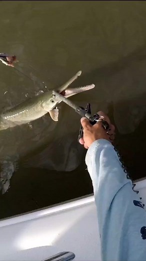 22K views · 194 reactions | Saltwater Gar! #reels #fishing #saltwaterfishing #garfish | Beaufort SC Fishing | Facebook