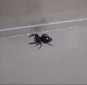 Can a fly and a spider survive in my vacuum chamber?
