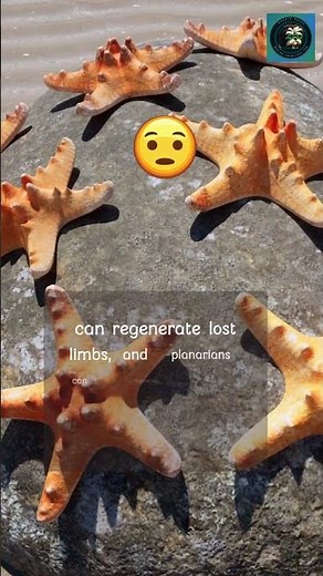 Unveiling the Wonders of Invertebrates #facts #animalsfacts #invertebrates