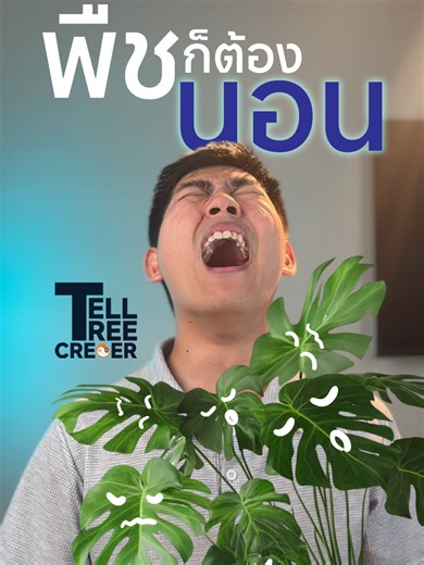 Tell Tree Crecer : ต้นไม้ก็ง่วงเป็นนะ 😴 #สาระน่ารู้ #ดูแลต้นไม้ #คลิปสั้น #ทริคดีๆ #planttok #shorts #Reels #TellTreeCrecer