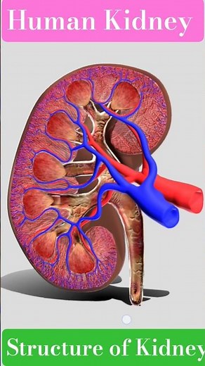 Human Kidney 3D Animation | Kidney Structure | kidney working | #kidney kidney working model project