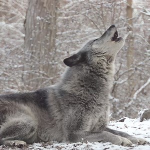 93K views · 24K reactions | This is what it sounds like when 50 wolves are howling  | Wolf Conservation Center | Facebook