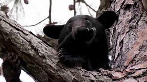 Bear hunt permit applications now open. Here’s how to apply