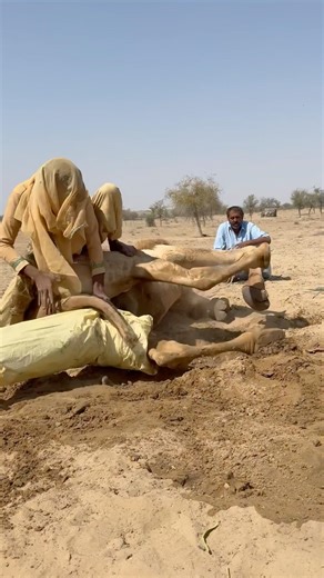 فتاة مجنونة عندما يقوم راعي فقير بمداعبة جمله برفق ويحاول مواساته