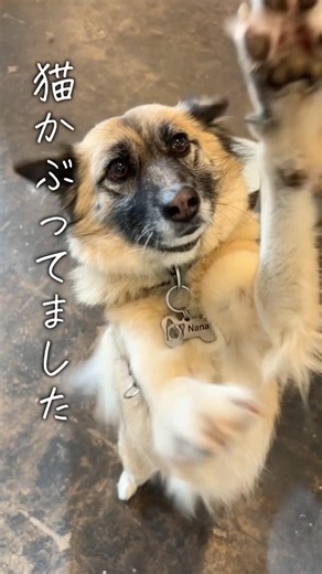 家と外で性格違いすぎる雑種犬ナナさん #元保護犬 #雑種犬 #れおなな