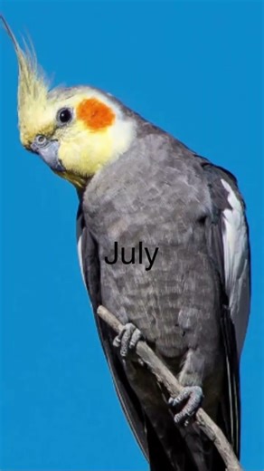 Your birth month cockatiel❤️
