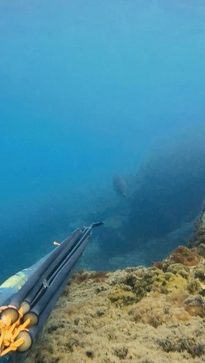 1.6M views · 7.7K reactions | #underwaterfishing #fishing #fish #spearfishing #saltwaterfishing #underwater #stripedbass #fishingbait #lewsfishing #thsensefishing #pesca #pezsubmarino #pescaria | Underwater Fish | Facebook