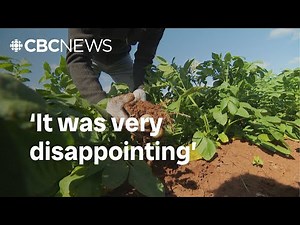 P.E.I. farm groups fear federal cuts will hurt research. Here's why