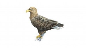 White tailed eagle ~ Everything You Need to Know with Photos | Videos