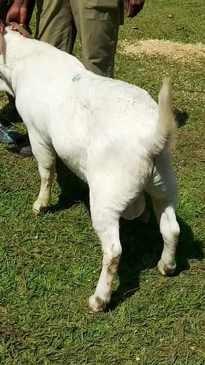 pure savanah buck from sinza farms #animals #goat #milk #farm | William Stingley