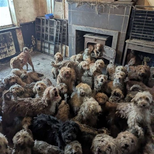 Heartwarming pics show recovery of 250 poodles left to die in squalid home