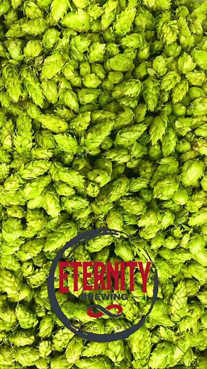 Got our hands on 40# of fresh Michigan Chinook hops this morning from Washtenaw Hops. ⁣⁣⁣⁣Don’t worry…W.A.C. is coming soon too!⁣⁣⁣⁣ We decided to grind out a new idea to wet hop (adding fresh whole hop cones) our World Famous Chet Haze recipe to give it a little spin. | Eternity Brewing Company