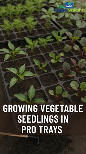 Growing vegetable seedlings in pro trays is an efficient and organized way to start a rooftop garden, especially for ensuring healthy and uniform plant growth. Pro trays, also known as seedling trays, are designed with multiple small cells that allow each seedling to develop its own root system without competition. This method helps in better germination, reduces transplant shock, and makes it easier to manage a large number of seedlings in a compact space. #parachutekalpavriksha #Kalpavriksha #