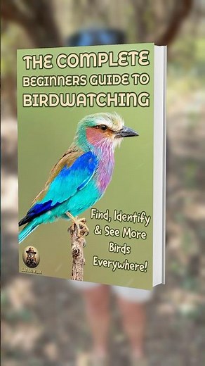 My Complete Beginner’s Guide to Birdwatching anywhere in the World!