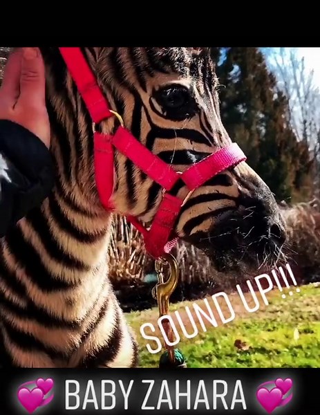 Discover the Sounds of Zebras with Baby Zahara!