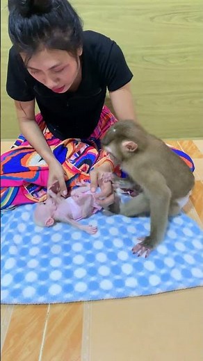 Adorable baby monkey #monkeylove #monkeybaby #adorable #adorablemonkey #babyanimal #monkeysmart