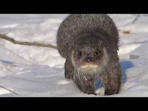 Eurasian Otter running video-4k Nature (Ultra HD) | Nature's Sweet Tales.