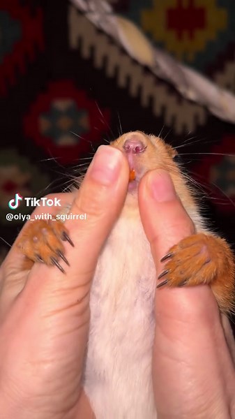 Очень зубастая белочка 🐿️