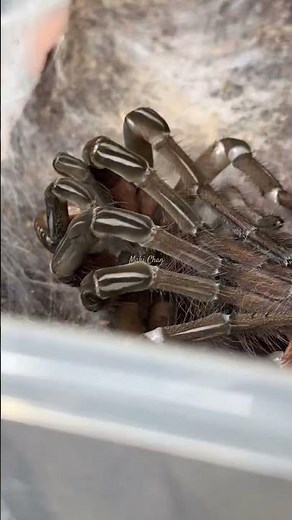 Tarantula Molting is a fascinating process