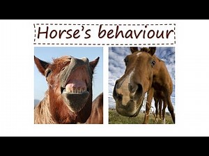 Equine behaviour: how horses perceive us - Vet students