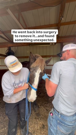 FHF Sanctuary | A Heavy Heart for Hercules